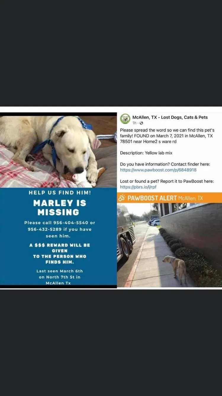 Lost dog in Mcallen, TX, 78501