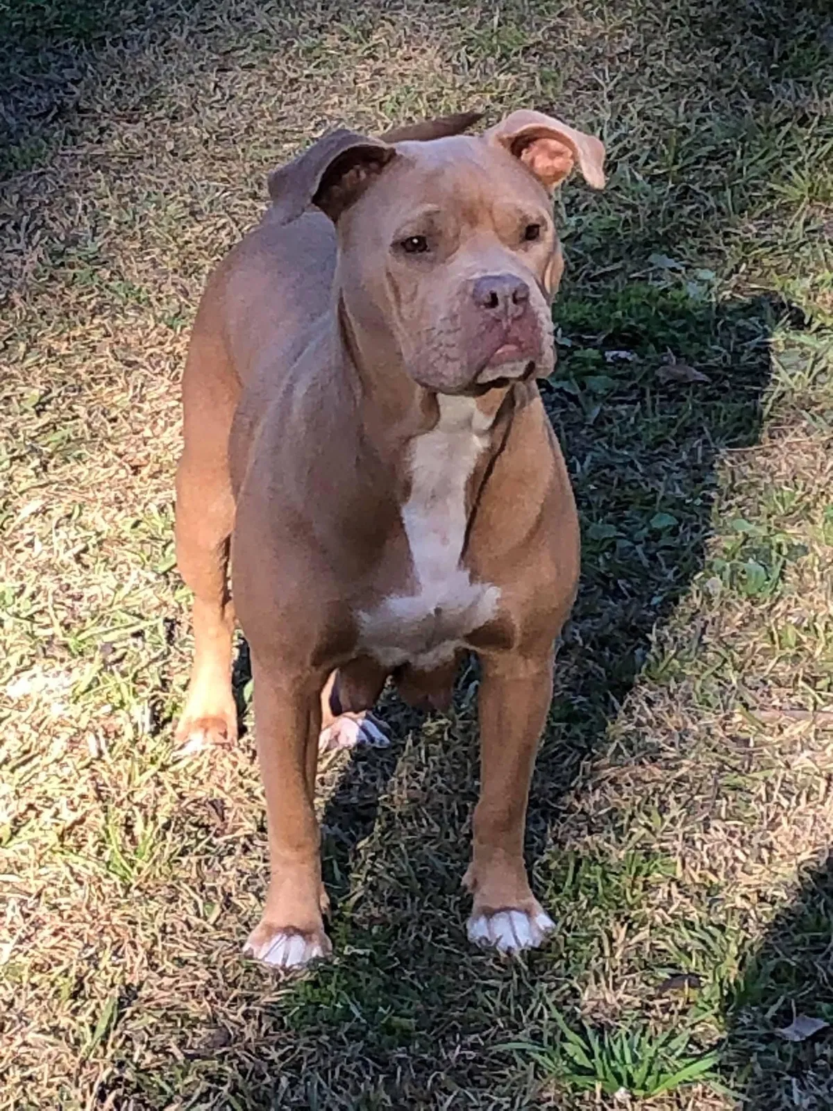 Lost dog in Ridgeville, SC, 29472