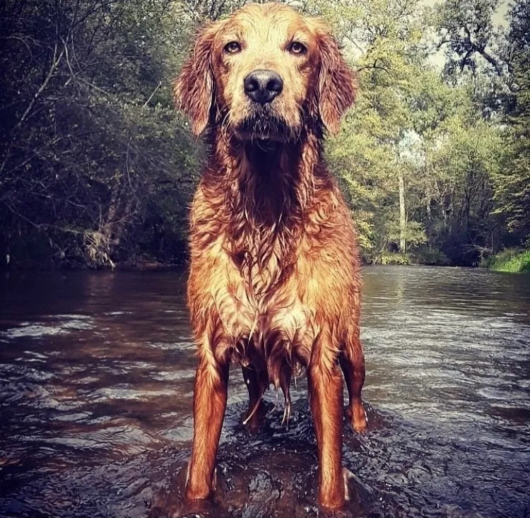 Lost dog in Hudson, WI, 54016