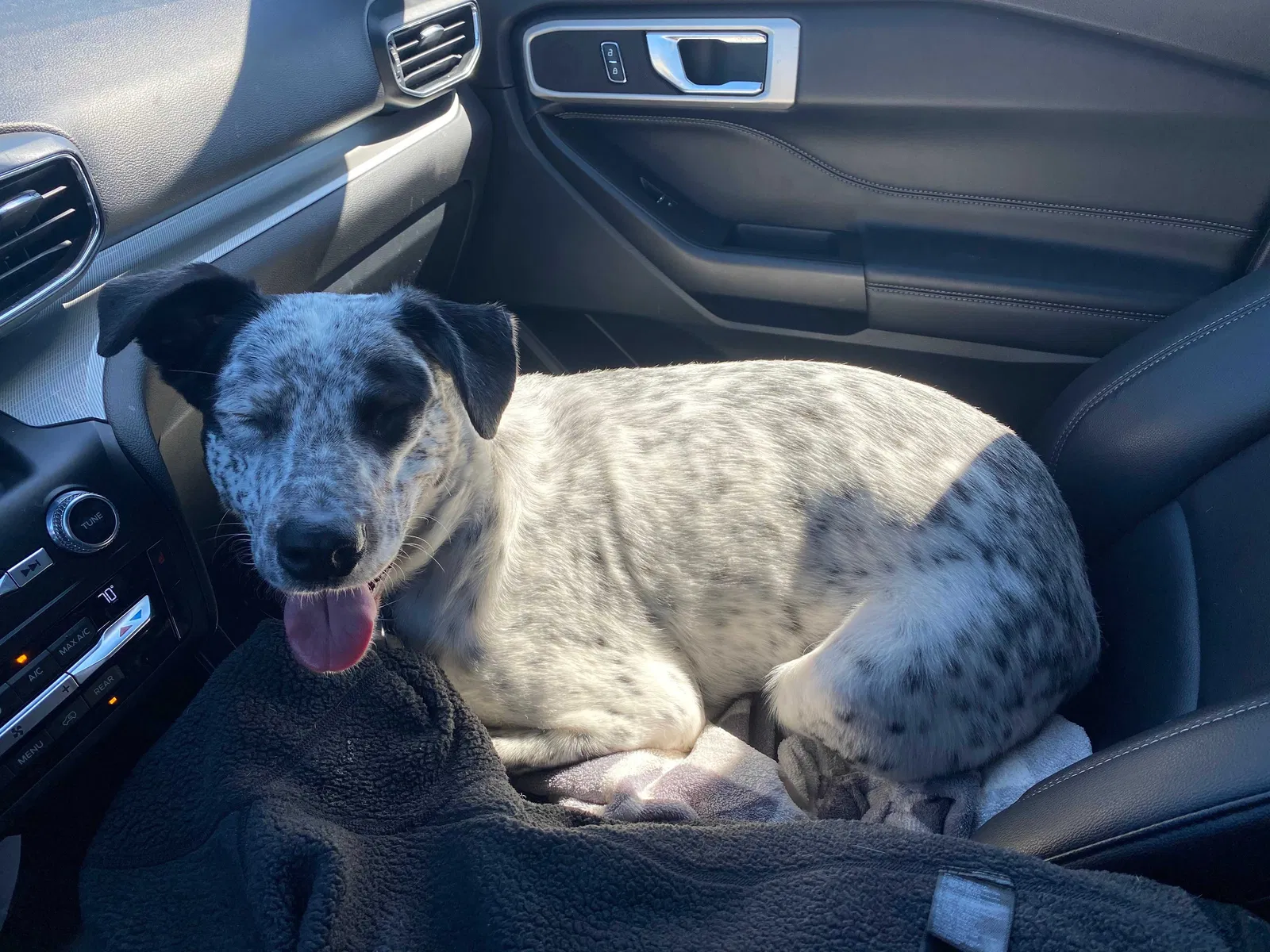 Lost dog in Magnolia, TX, 77354