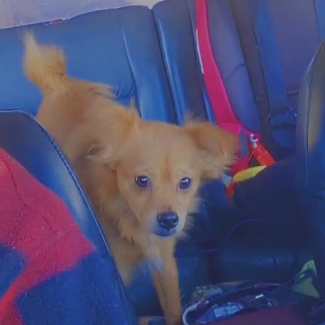 Lost dog in Tacoma, WA, 98424