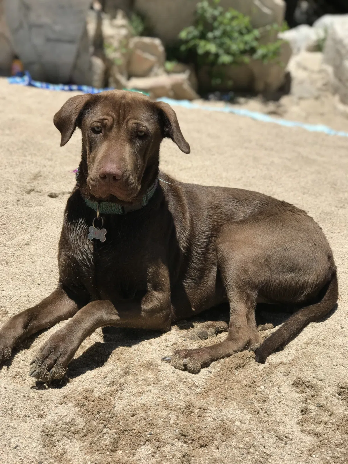 Lost dog in Bloomington, CA, 92316