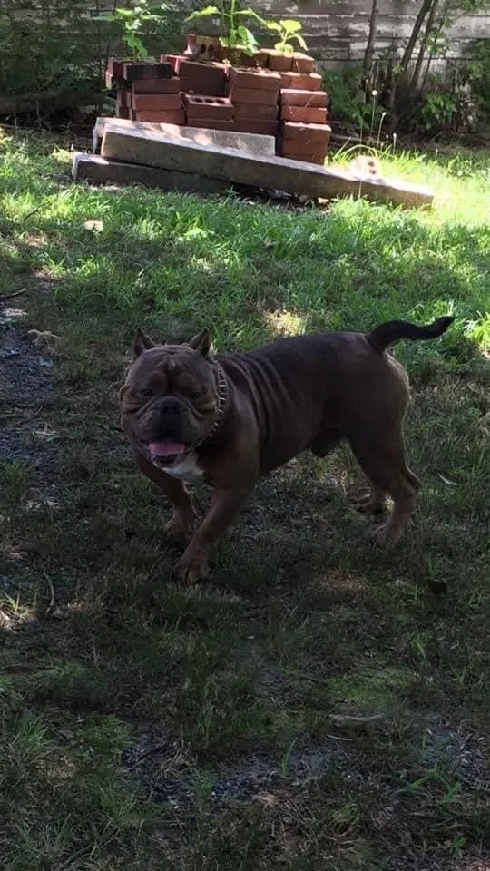 Lost dog in Winston Salem, NC, 27107