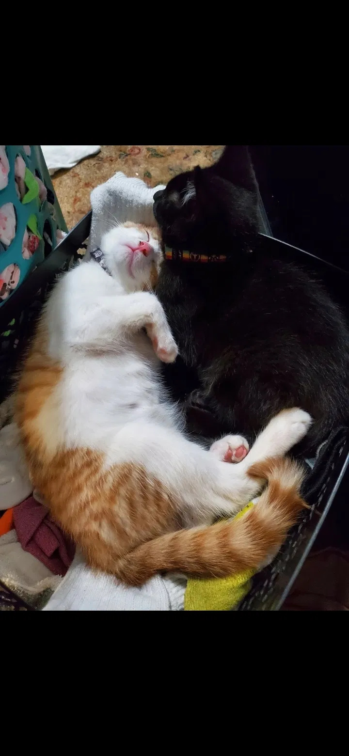 Lost cat in Medina, OH, 44256