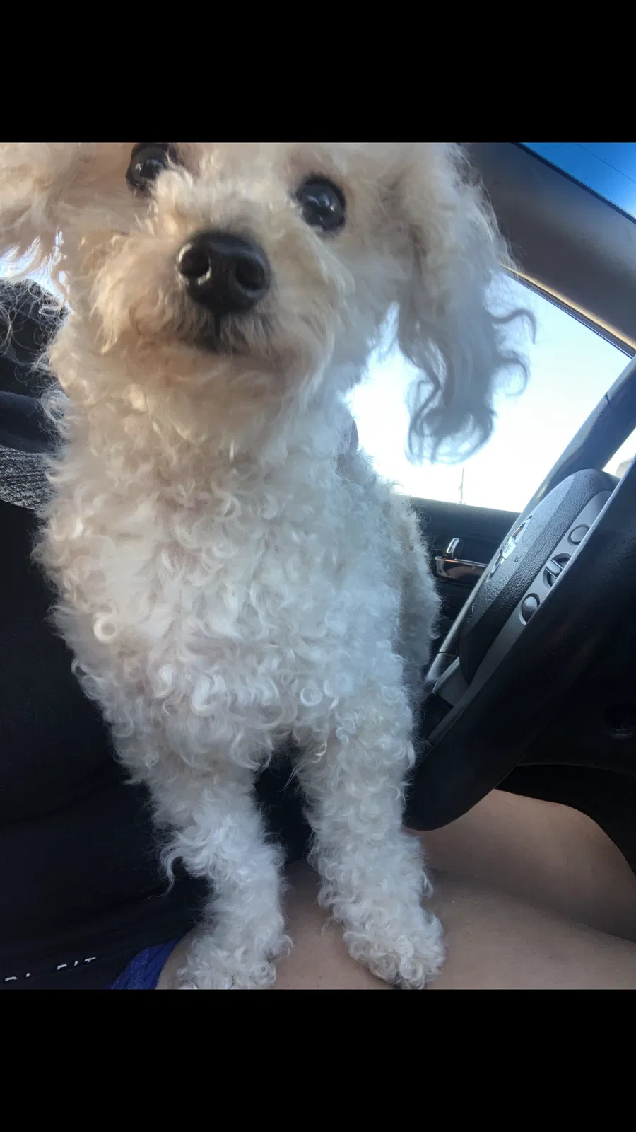 Lost dog in Kenner, LA, 70062