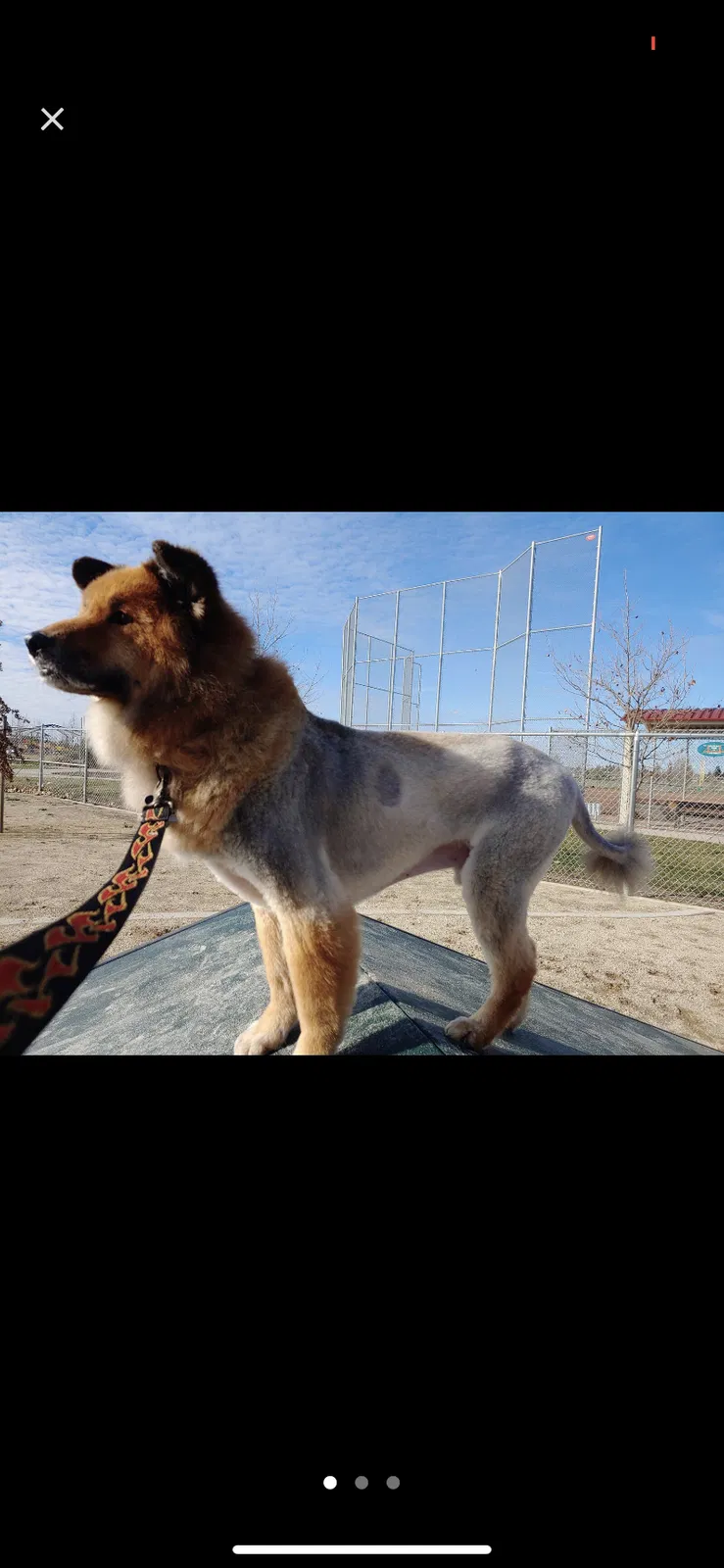 Lost dog in Sacramento, CA, 95838