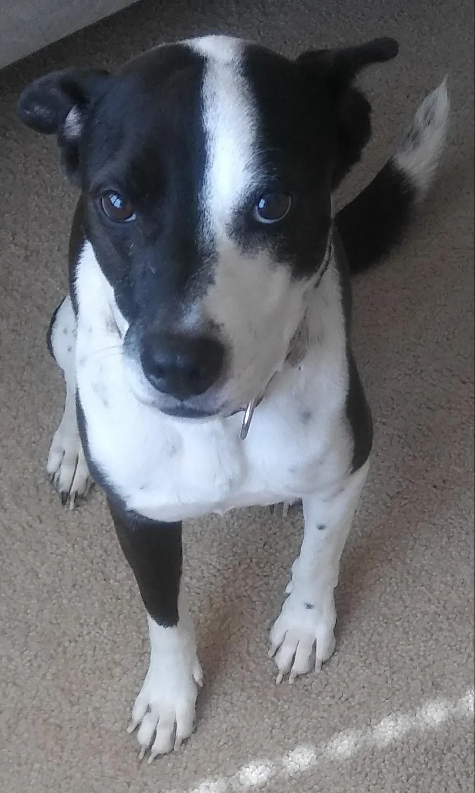 Lost dog in Las Vegas, NV, 89129