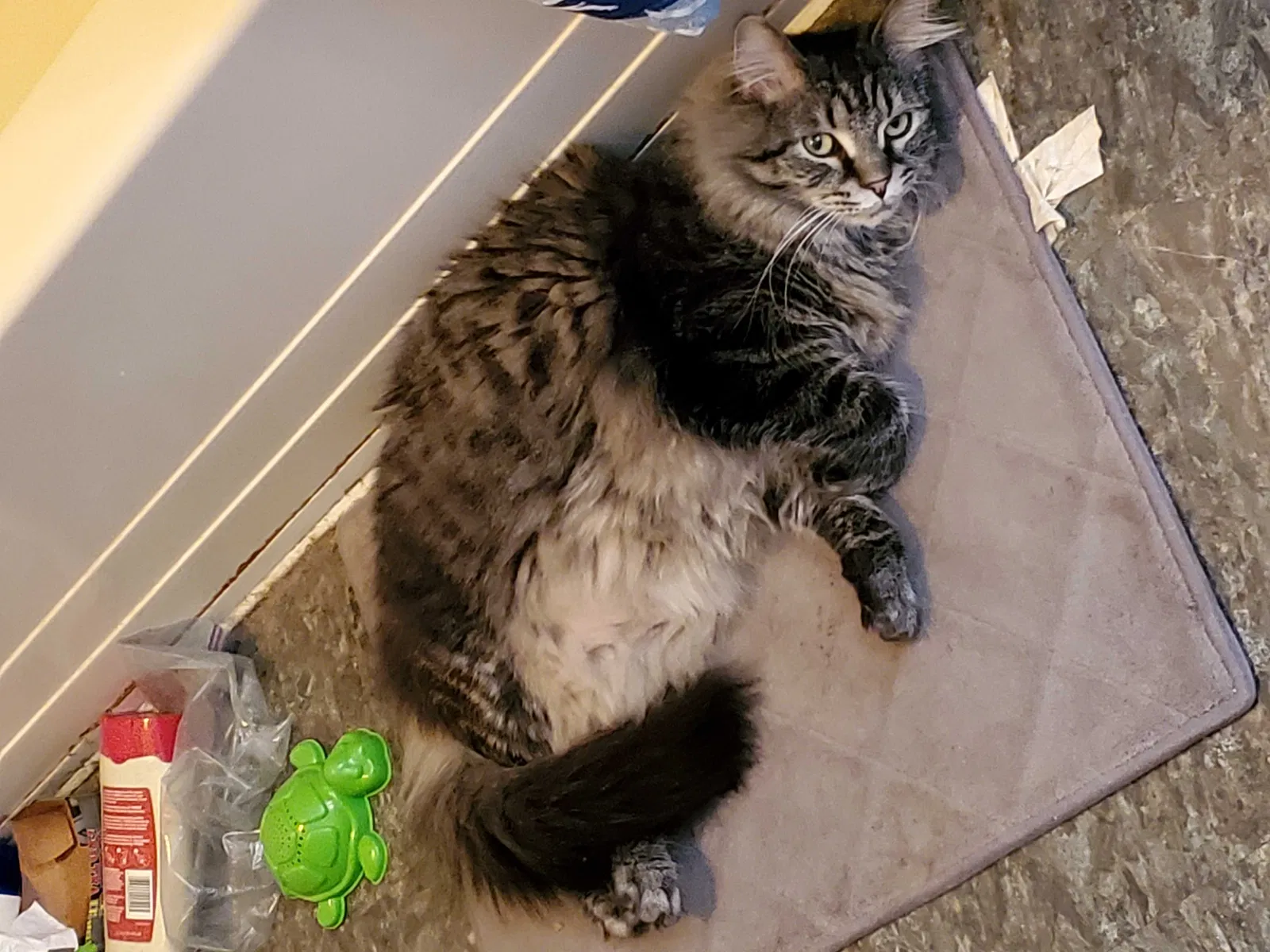 Lost cat in Hudson, NH, 3051