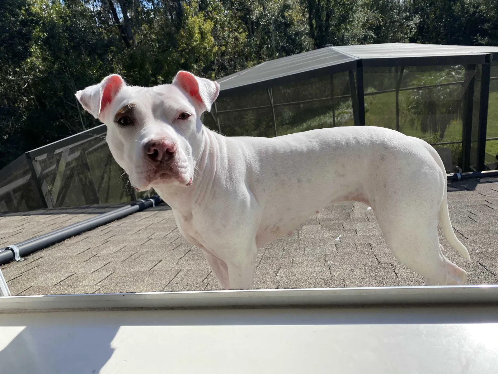 Lost dog in Kissimmee, FL, 34758