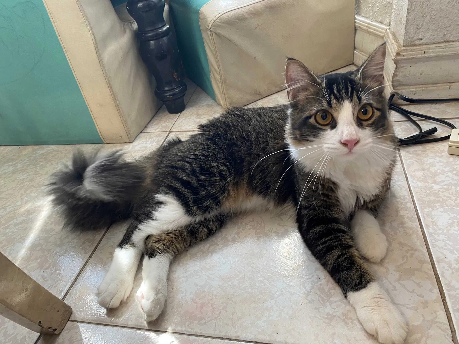 Lost cat in El Paso, TX, 79915
