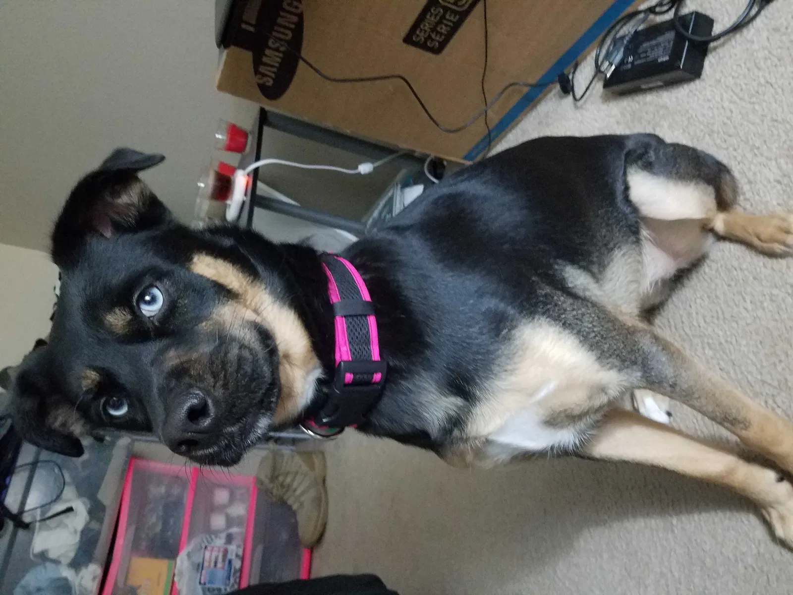 Lost dog in Fountain City, WI, 54629