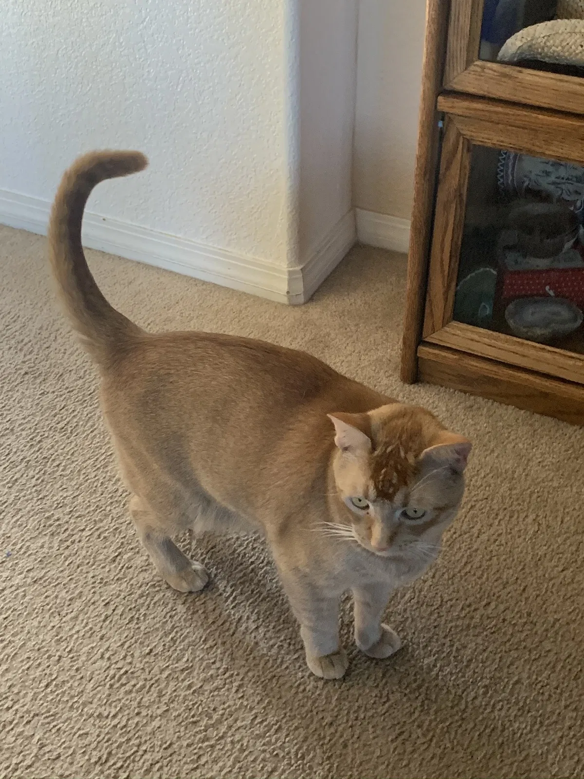 Lost cat in Oceanside, CA, 92057