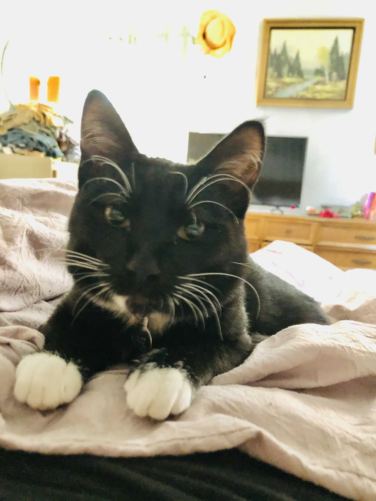 Lost cat in San Diego, CA, 92116
