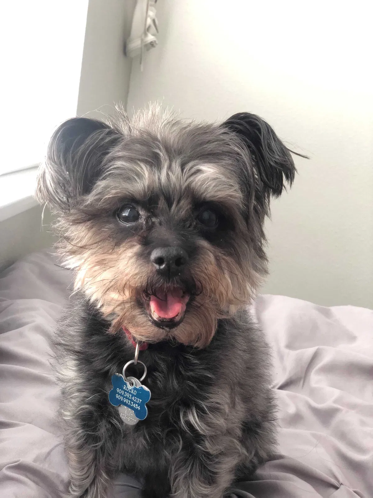 Lost dog in Chino Hills, CA, 91709