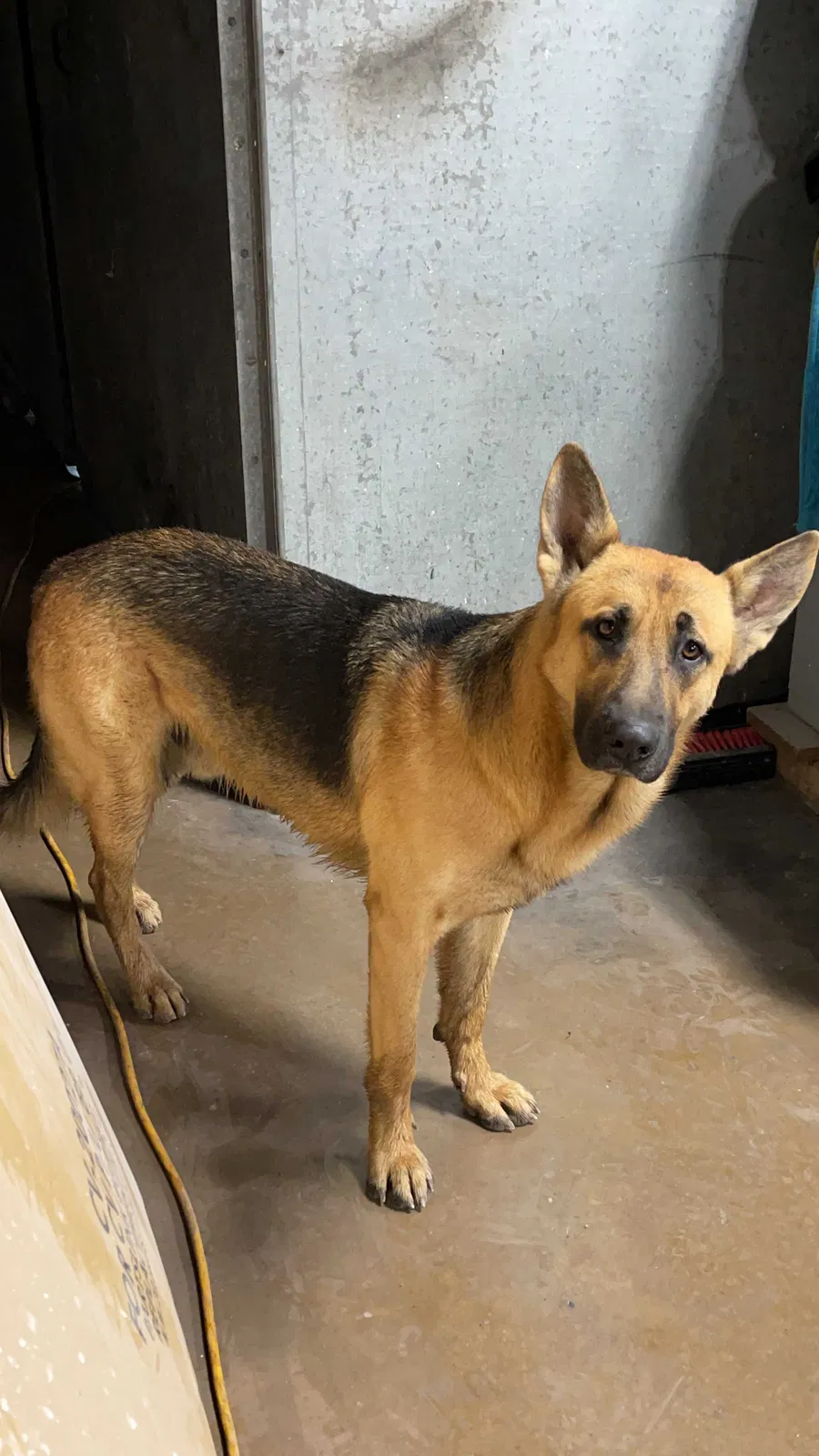 Lost dog in Conroe, TX, 77306