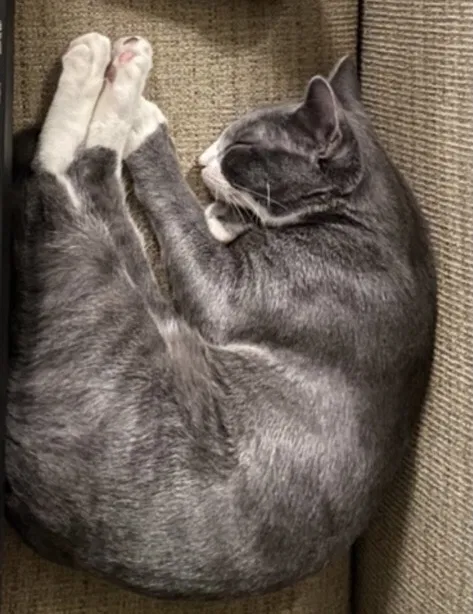 Lost cat in San Diego, CA, 92105