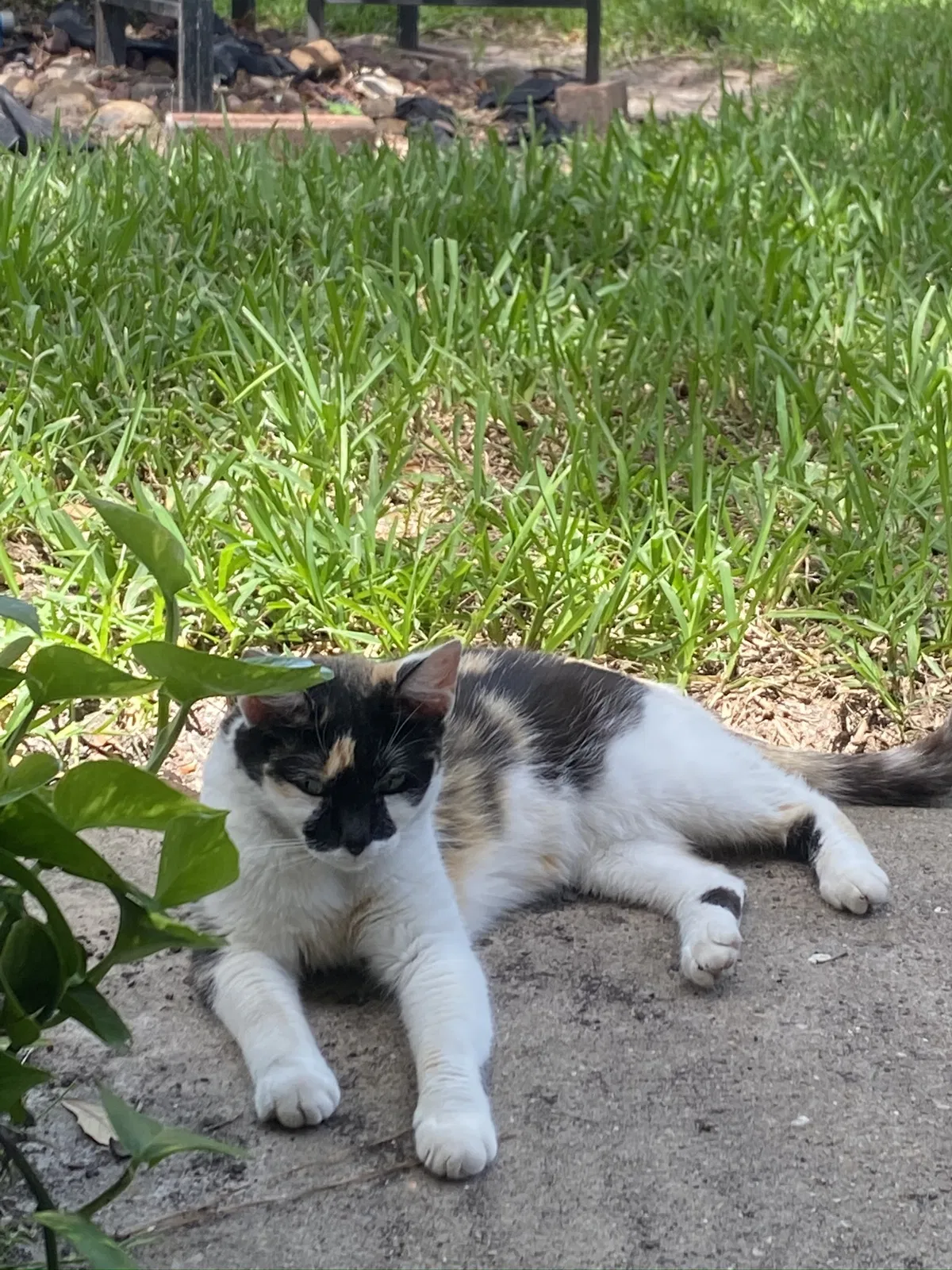 Lost cat in Houston, TX, 77041