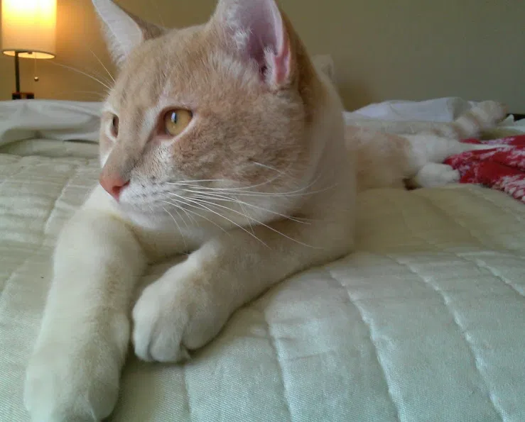 Lost cat in Plano, TX, 75075