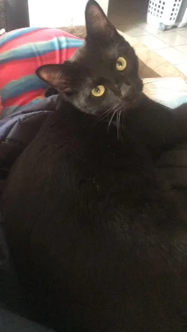 Lost cat in Santa Ana, CA, 92703