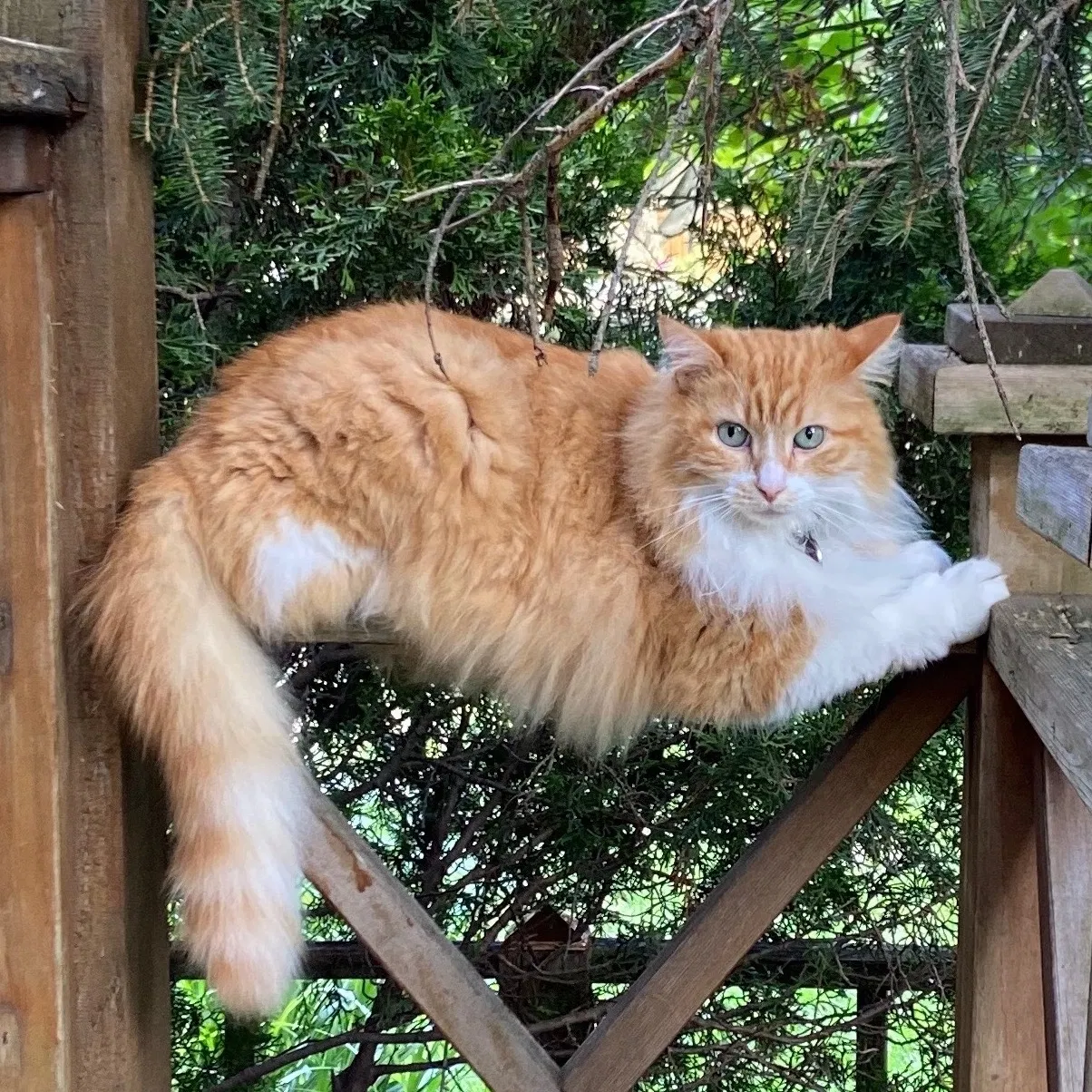 Lost cat in Chicago, IL, 60625