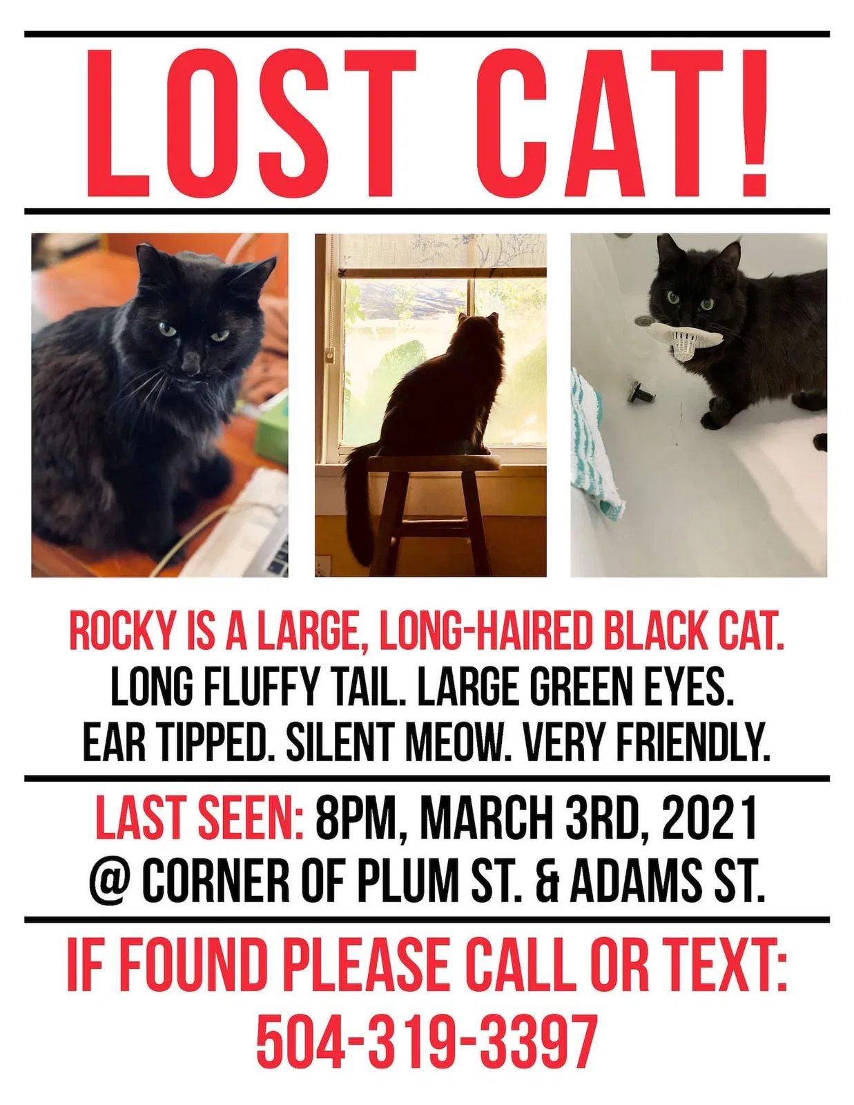 Lost cat in New Orleans, LA, 70118