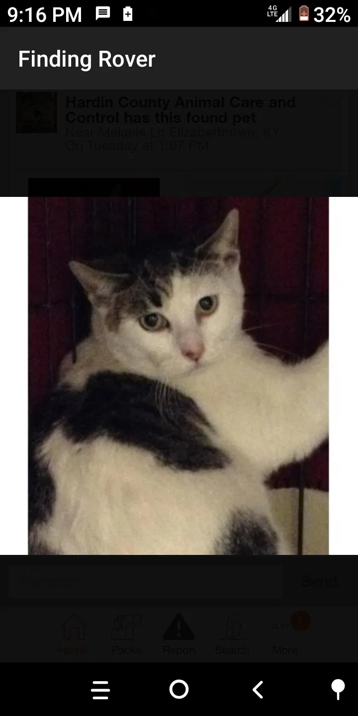 Lost cat in Radcliff, KY, 40160