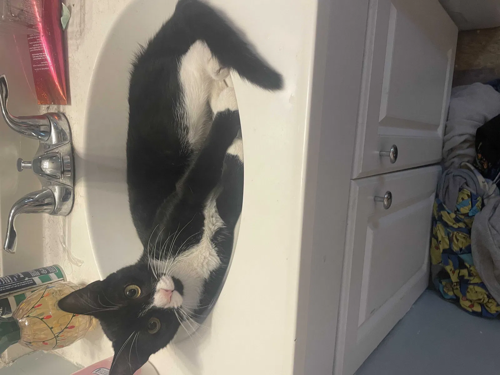 Lost cat in Philadelphia, PA, 19148
