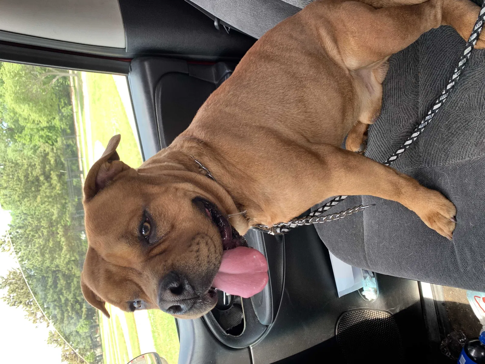 Lost dog in Wichita, KS, 67208