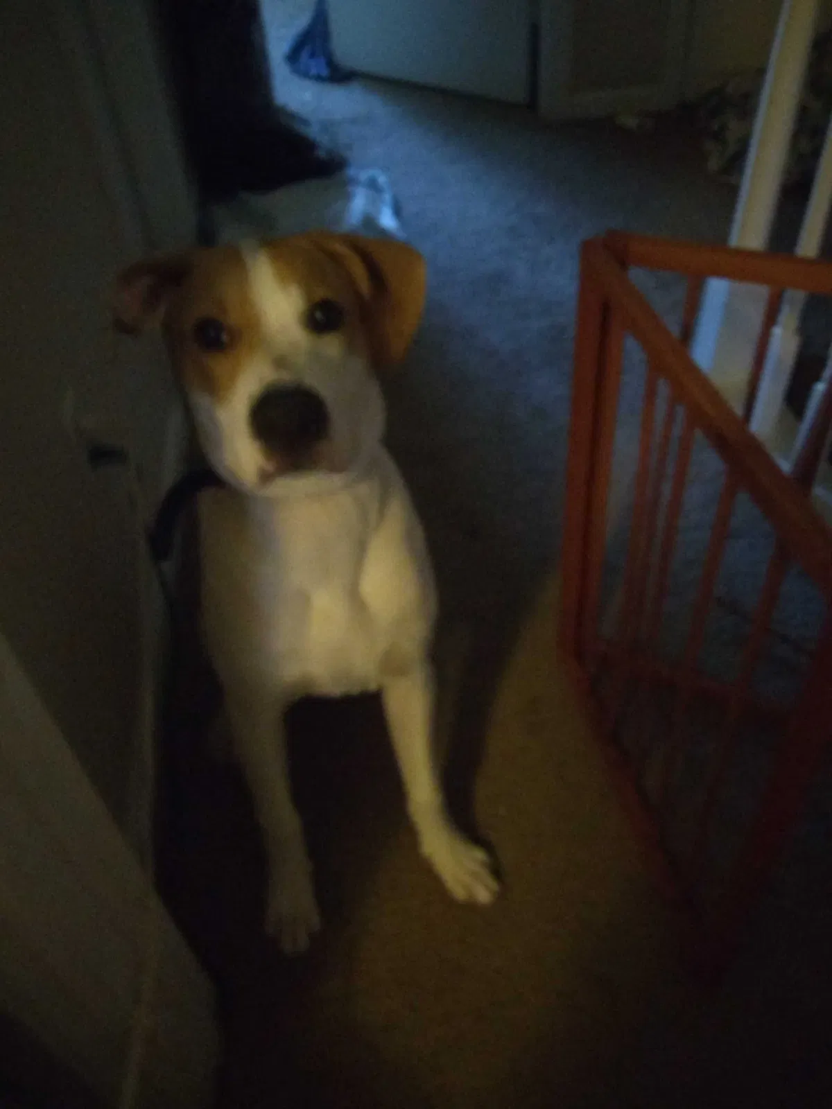 Lost dog in Columbia, SC, 29212