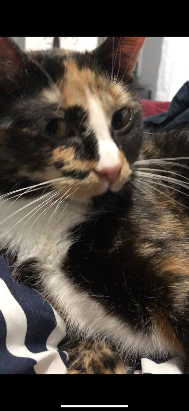 Lost cat in Fresno, TX, 77545