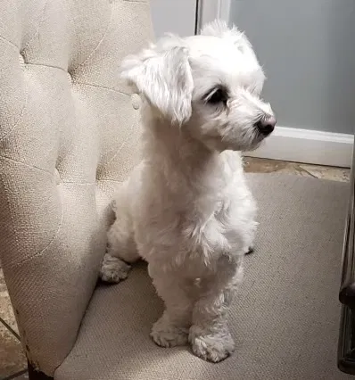 Lost dog in Pico Rivera, CA, 90660