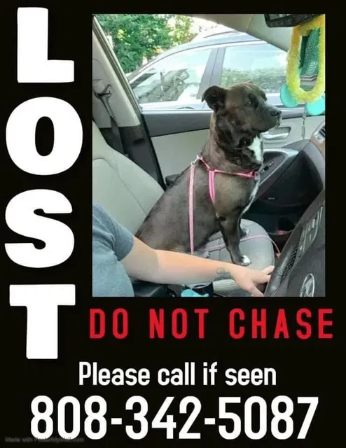 Lost dog in Oak Ridge, NJ, 7438