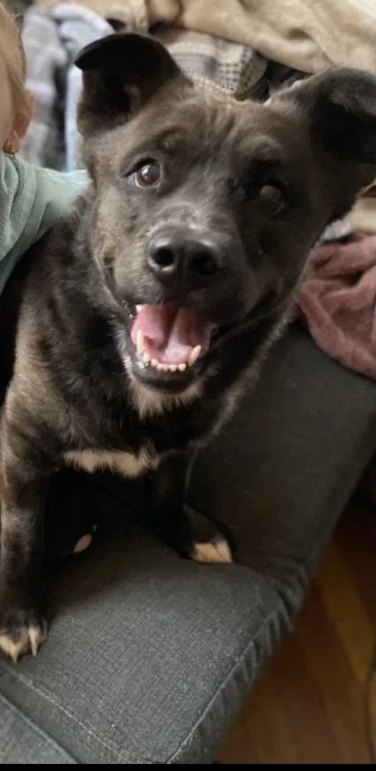 Lost dog in Oak Ridge, NJ, 7438