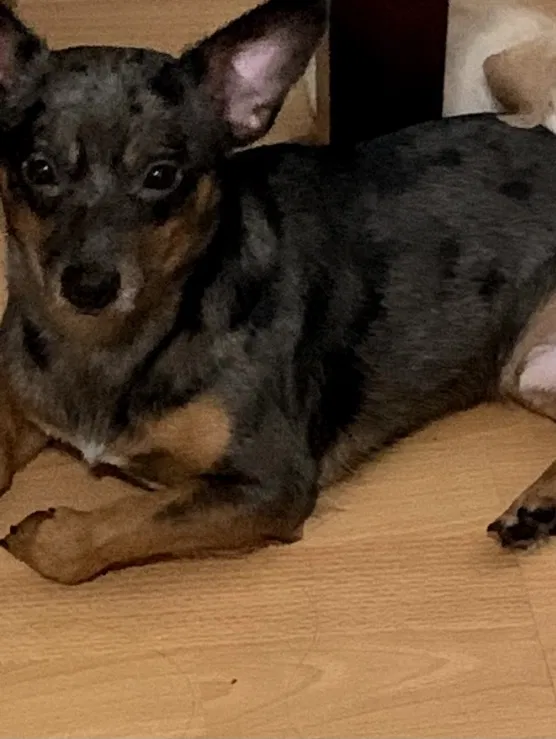 Lost dog in North Hills, CA, 91343