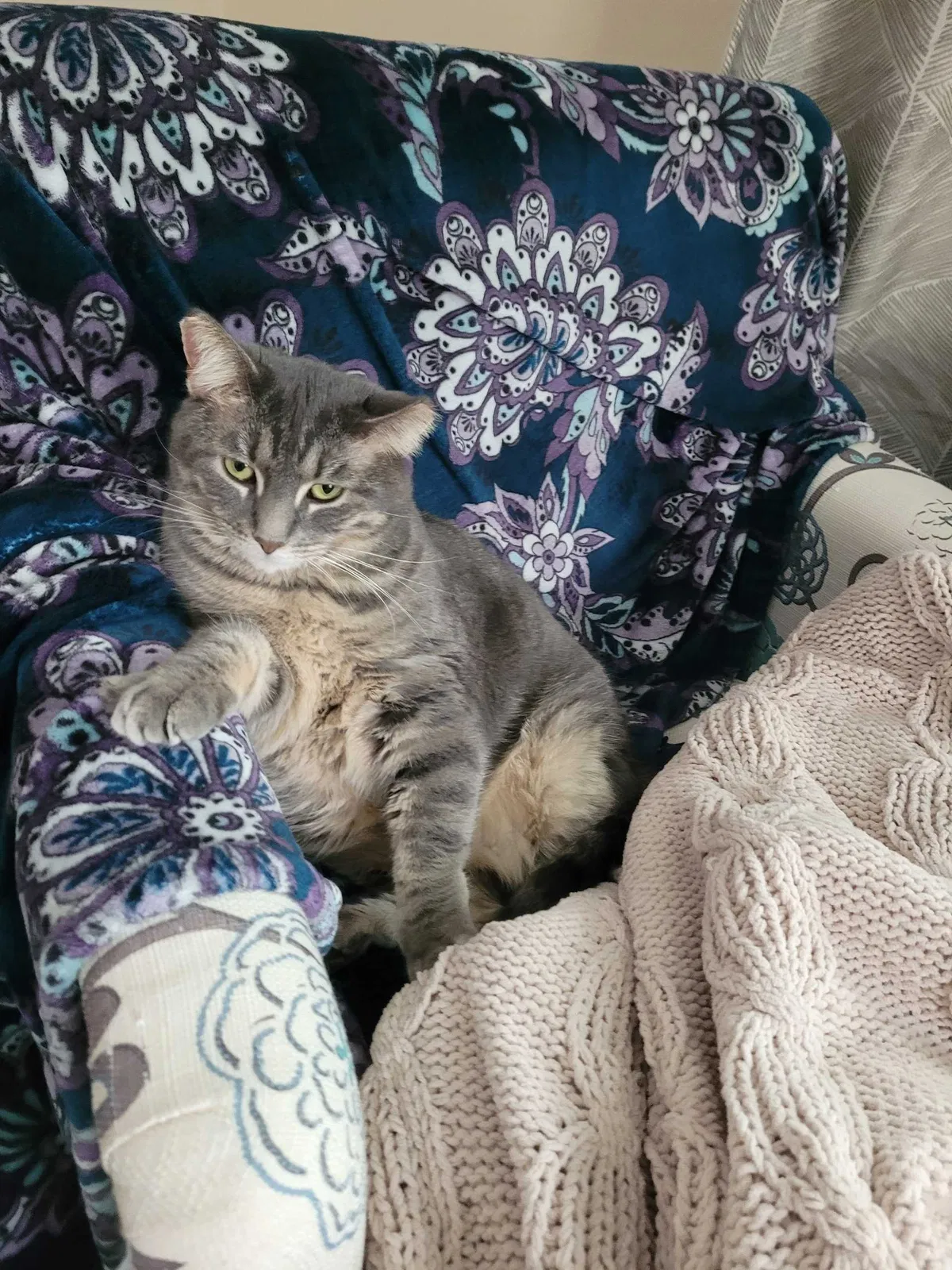 Lost cat in Minneapolis, MN, 55422