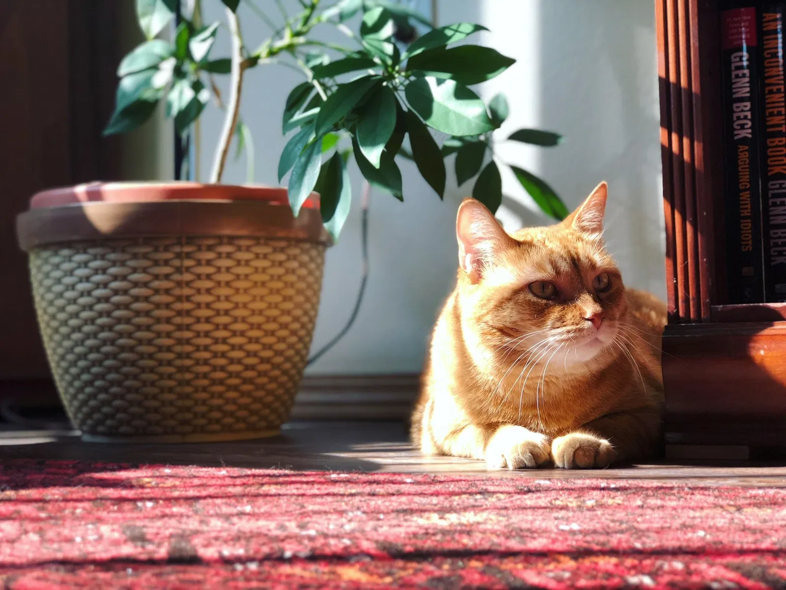 Lost cat in Spokane, WA, 99208