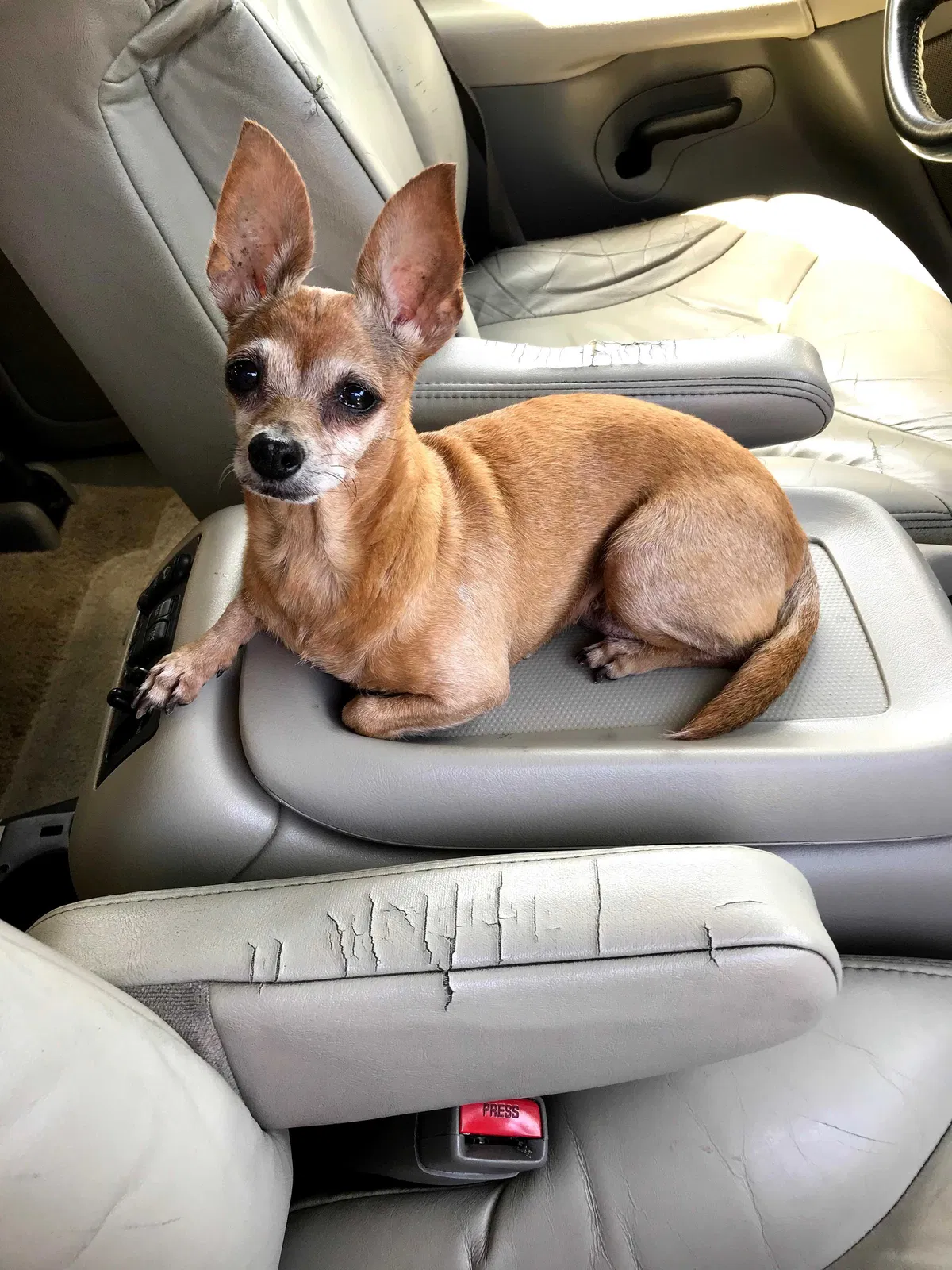 Lost dog in Santa Ana, CA, 92701