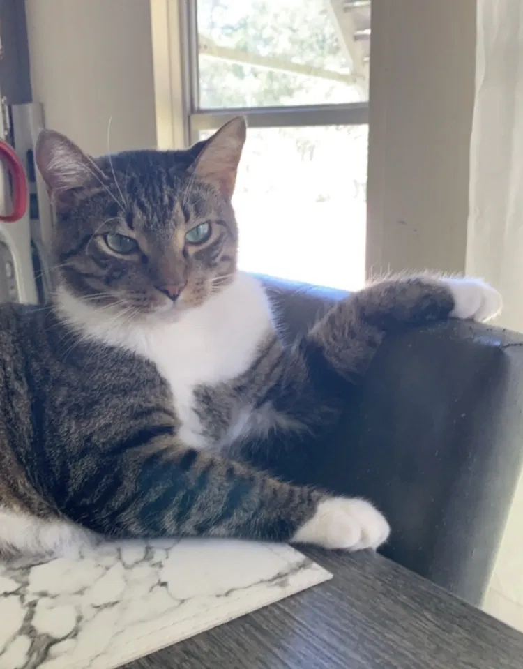 Lost cat in Ocala, FL, 34480