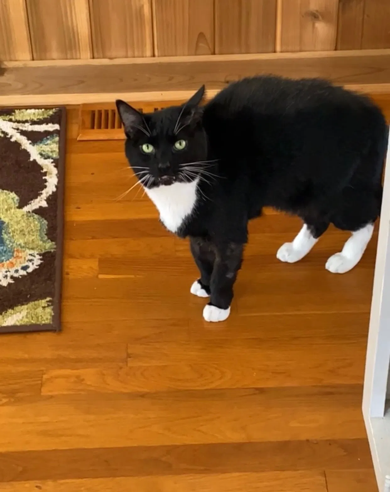Lost cat in Summerfield, NC, 27358