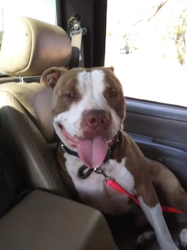 Lost dog in Lubbock, TX, 79403