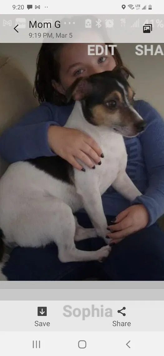 Lost dog in Clinton Township, MI, 48038