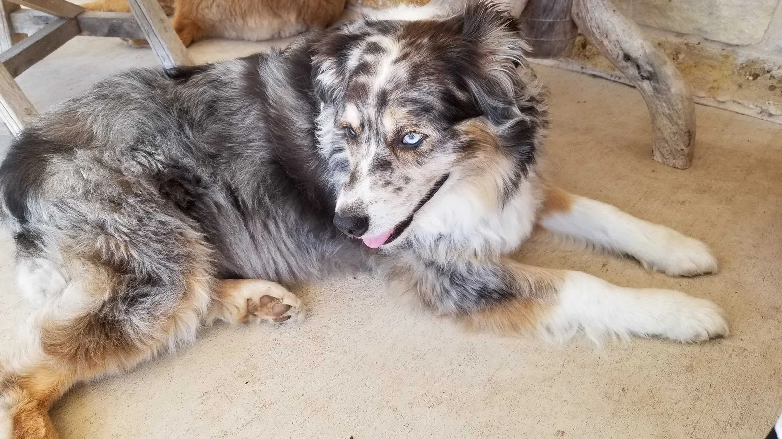 Lost dog in Elgin, TX, 78621