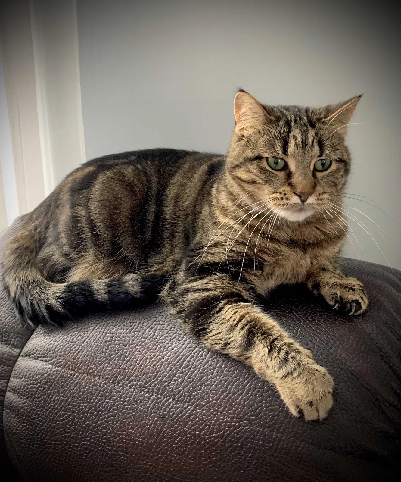 Lost cat in Cincinnati, OH, 45245