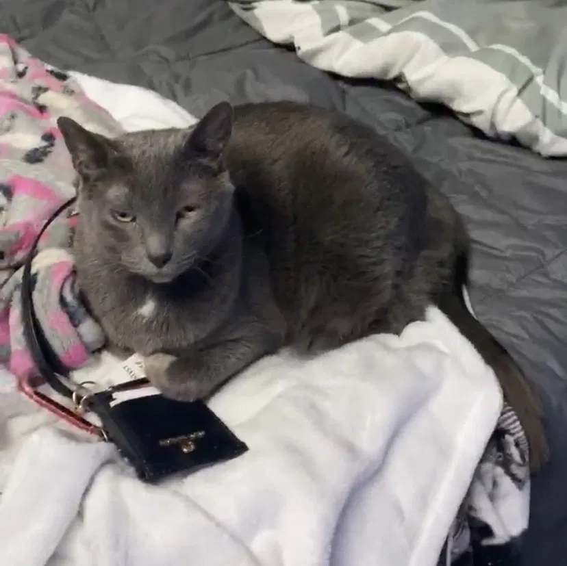 Lost cat in Brookpark, OH, 44142