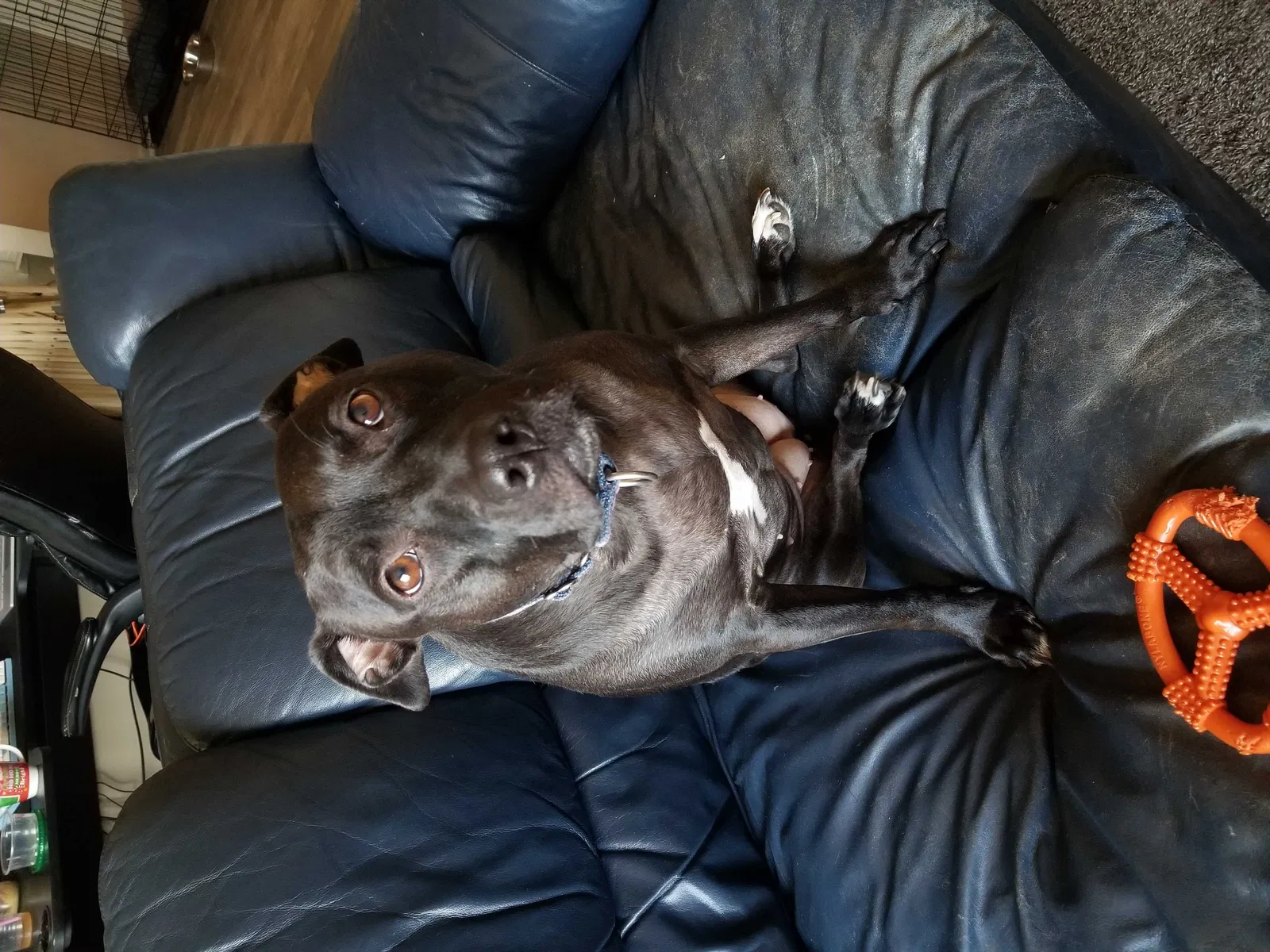 Lost dog in Milford, MI, 48380