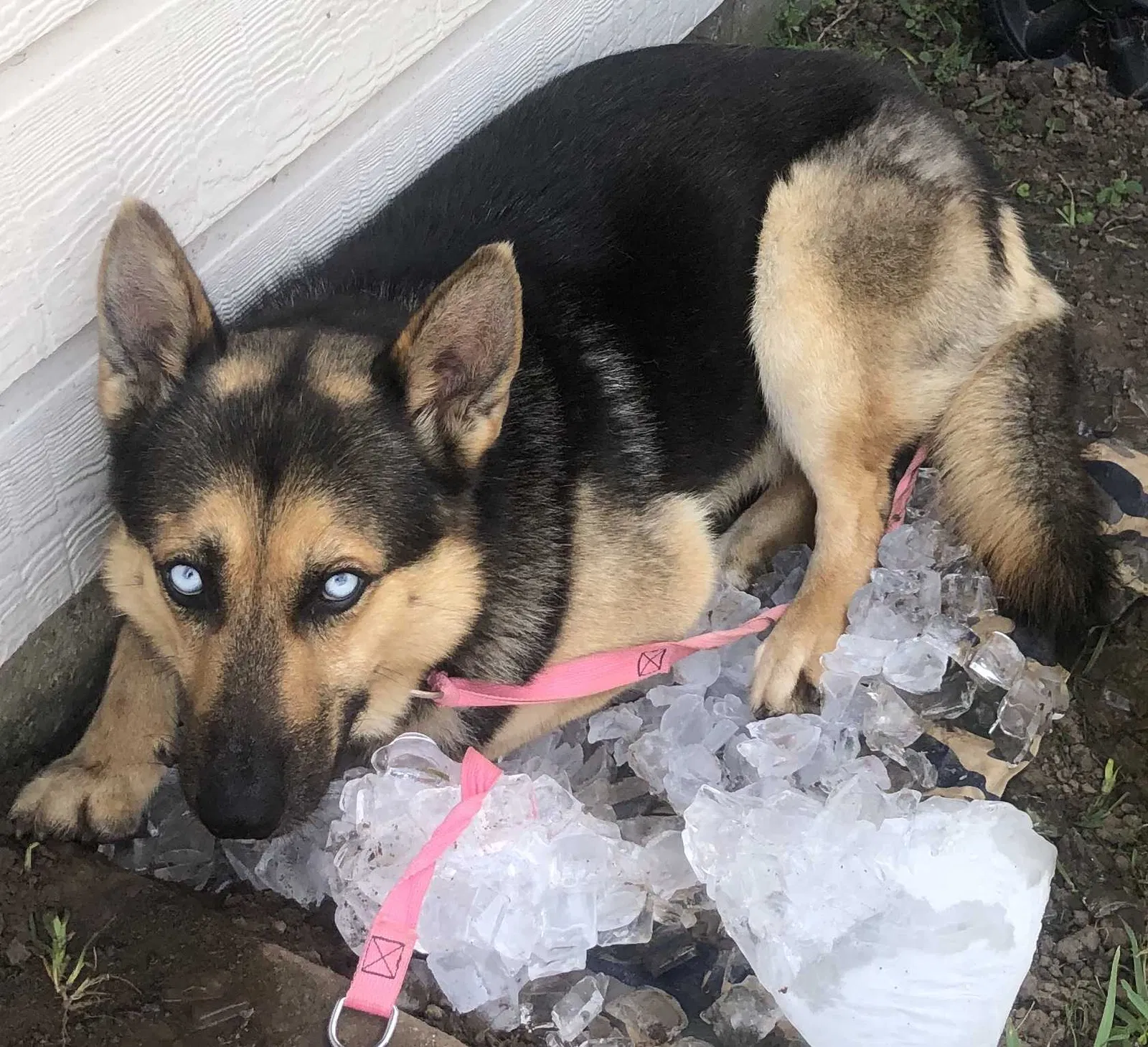 Lost dog in Missouri City, TX, 77459