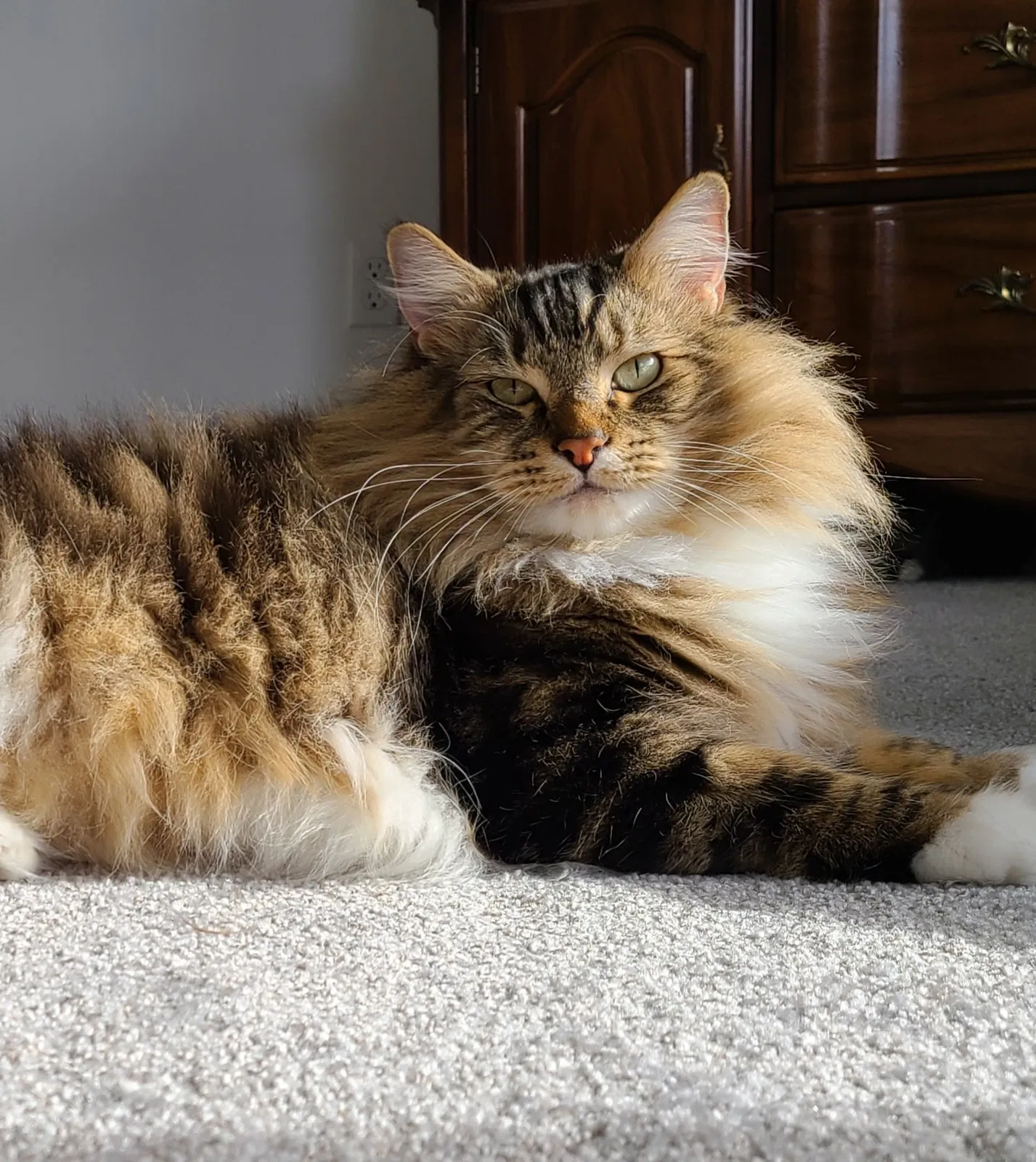 Lost cat in Federal Way, WA, 98023