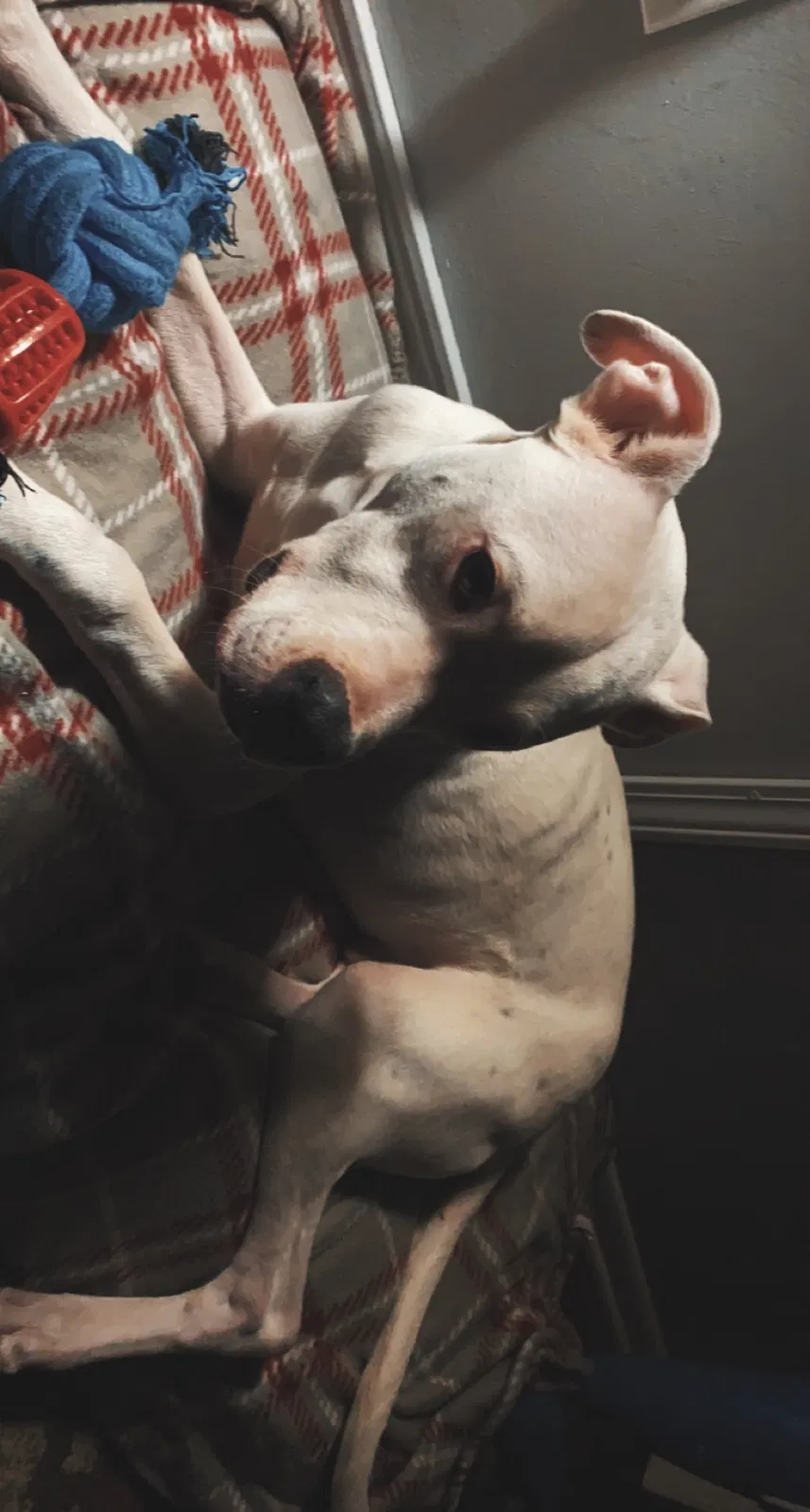 Lost dog in Columbus, OH, 43207