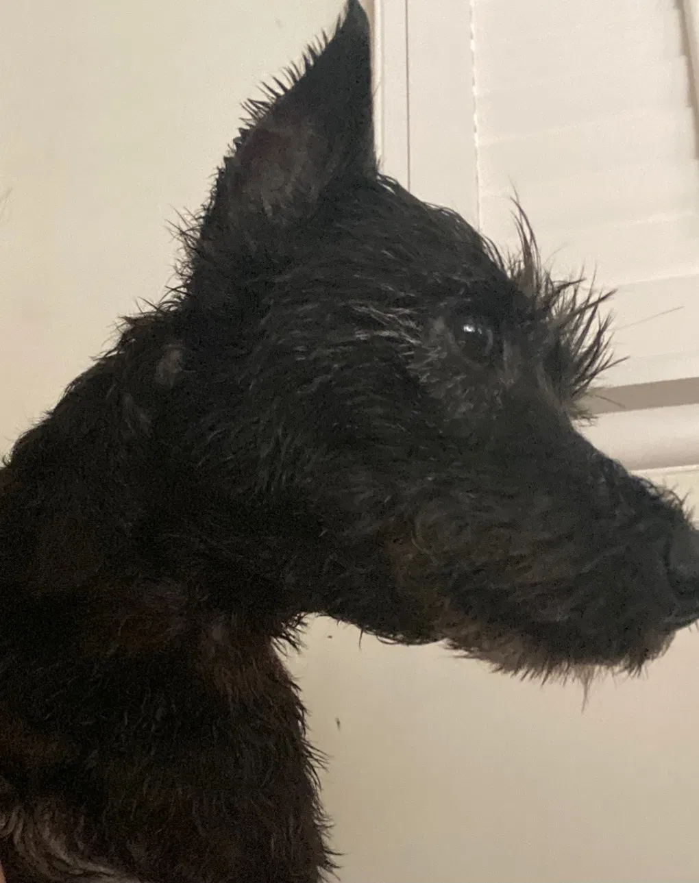 Lost dog in Porter Ranch, CA, 91326