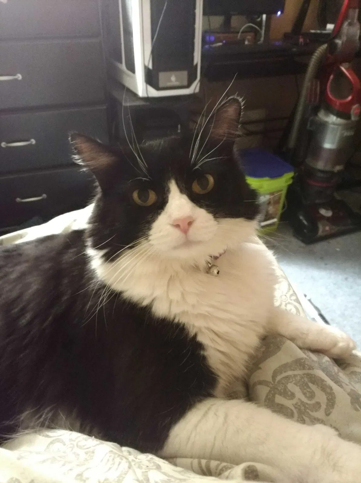 Lost cat in Hanford, CA, 93230